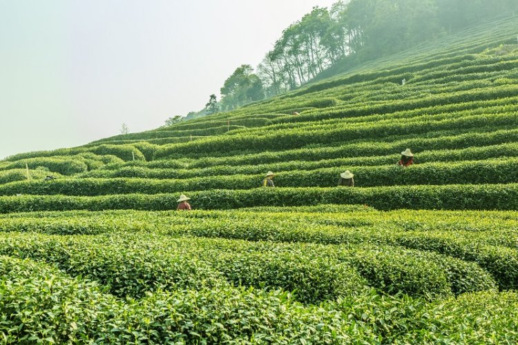 Menikmati Wisata Perkebunan Teh di Bandung dan Sekitarnya