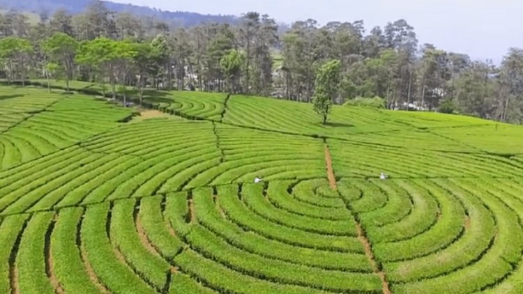 Wisata Perkebunan di Bandung: Tempat Terbaik untuk Relaksasi