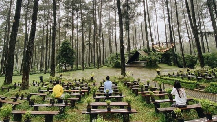 Eksplorasi Hutan Pinus Cikole: Wisata Alam yang Instagramable