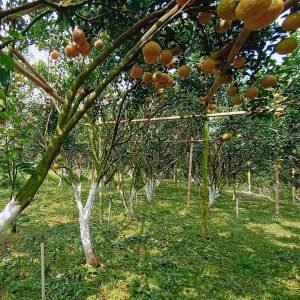 Wisata Edukasi di Kebun Buah Lembang Bandung