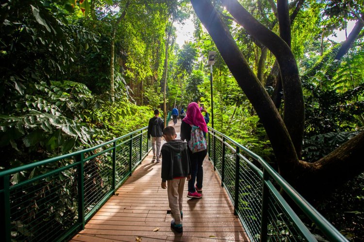 Berpetualang di Wisata Hutan Kota Babakan Siliwangi Bandung