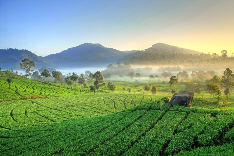 Wisata Agro di Ciwidey: Kebun Teh dan Kebun Buah