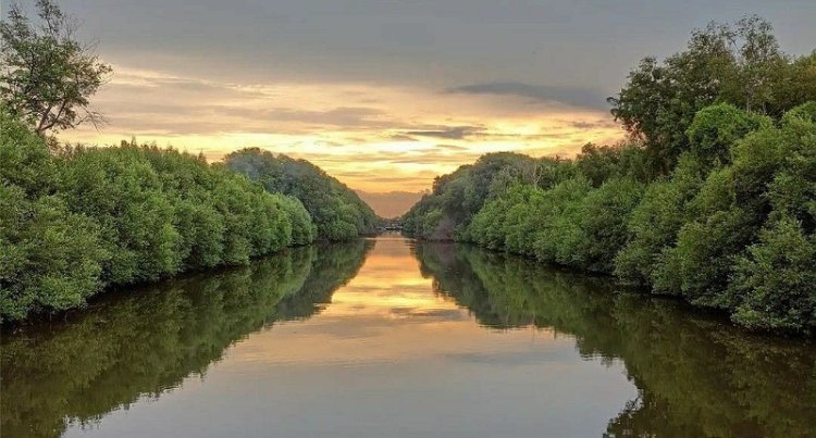 Eksplorasi Wisata Alam Hutan Mangrove di Bandung Utara