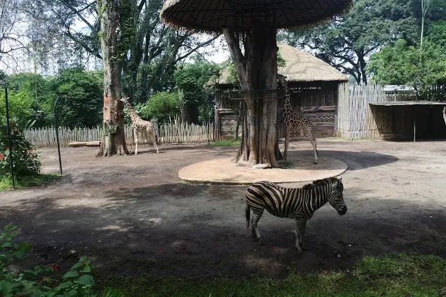 Wisata Ke Kebun Binatang Bandung: Menjelajahi Satwa dari Berbagai Dunia