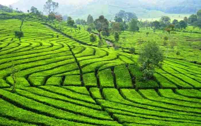 Wisata Perkebunan dan Pabrik Teh di Lembang: Dari Proses hingga Cicip Rasa