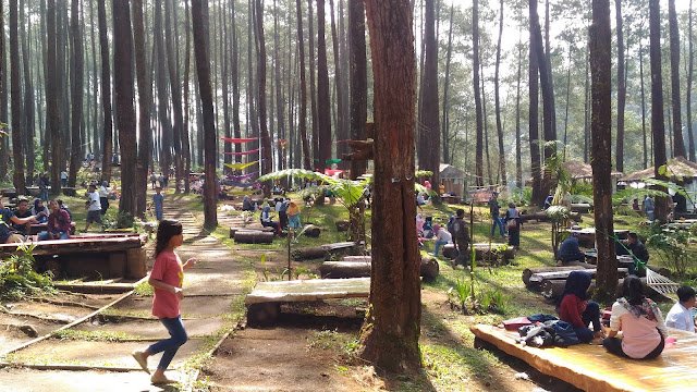 Menyusuri Keindahan Hutan Pinus di Bandung